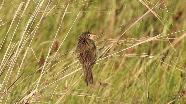 Wedge-tailed Grass-Finch - ML201609581