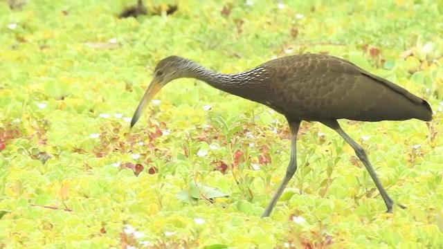Limpkin (Brown-backed) - ML201609691