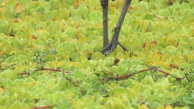 kurlan chřástalovitý (ssp. guarauna) - ML201609701