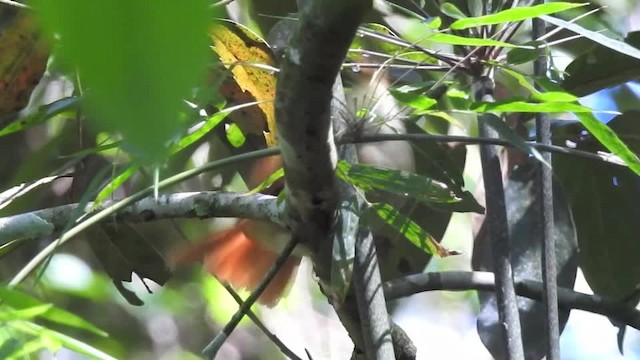 Філідор-лісовик білоокий - ML201609791