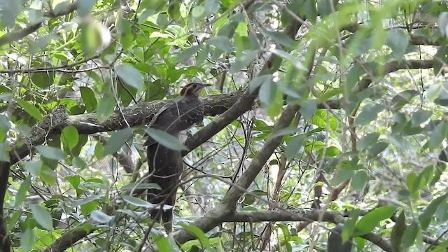 Pheasant Cuckoo - ML201610011