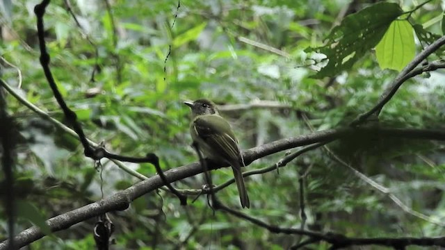 Sepia-capped Flycatcher - ML201610101