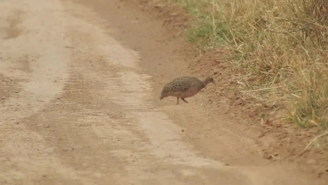  - White-bellied Nothura