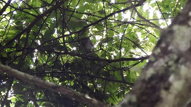 African Hill Babbler (African) - ML201610271