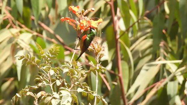 Forest Double-collared Sunbird - ML201610381