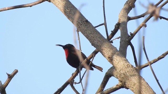 Scarlet-chested Sunbird - ML201610601