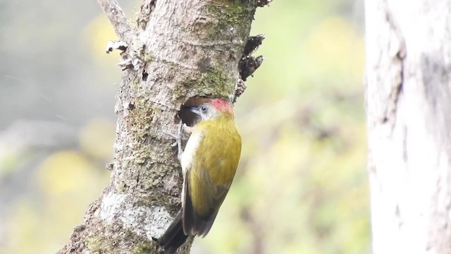 Olive Woodpecker (Montane) - ML201610731