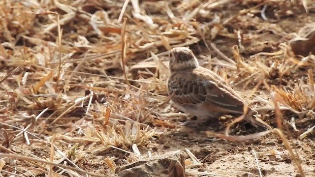 Fischer's Sparrow-Lark - ML201610831