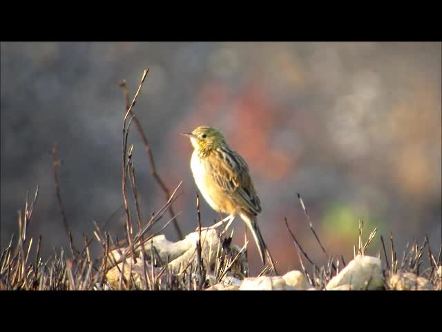 Ochre-breasted Pipit - ML201610981