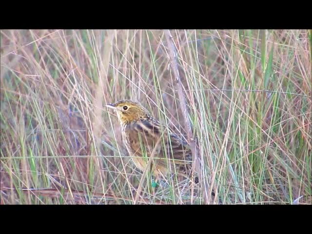 Ochre-breasted Pipit - ML201610991