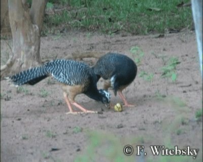 Bare-faced Curassow (Bare-faced) - ML201611061