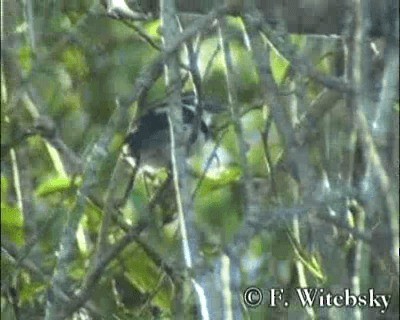 Pied Puffbird (Greater) - ML201611111