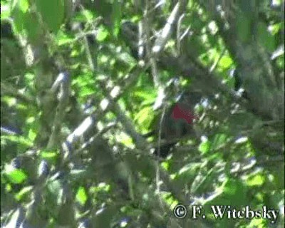 Crimson-bellied Parakeet - ML201611141