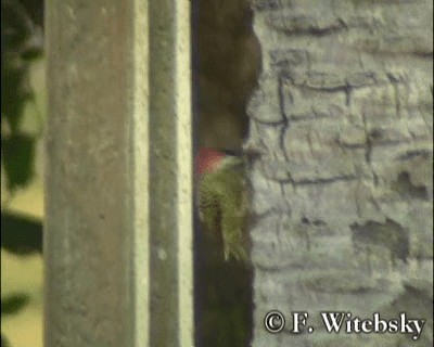 Spot-breasted Woodpecker - ML201611241