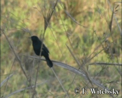Unicolored Blackbird (Yellow-breasted) - ML201611341