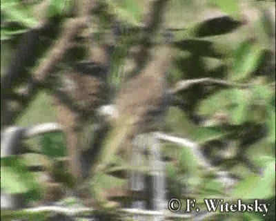 Long-tailed Ground Dove - ML201611461