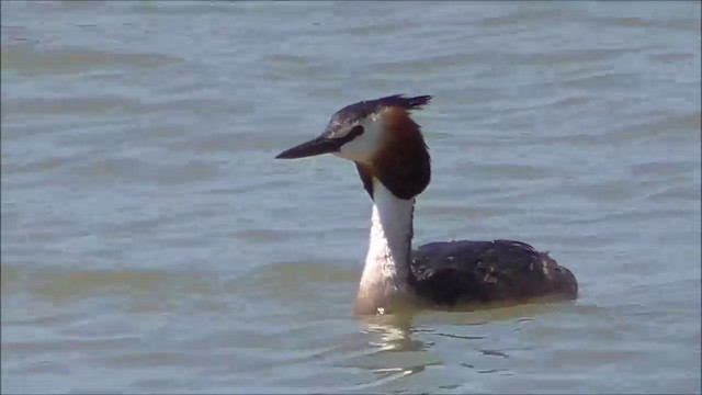 Great Crested Grebe - ML201611811