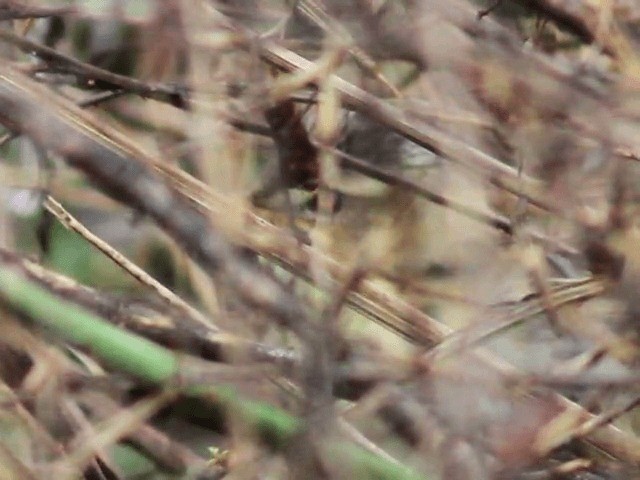 Pallas's Grasshopper Warbler - ML201611861