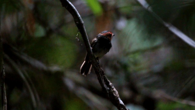 Black-chested Tyrant - ML201611881