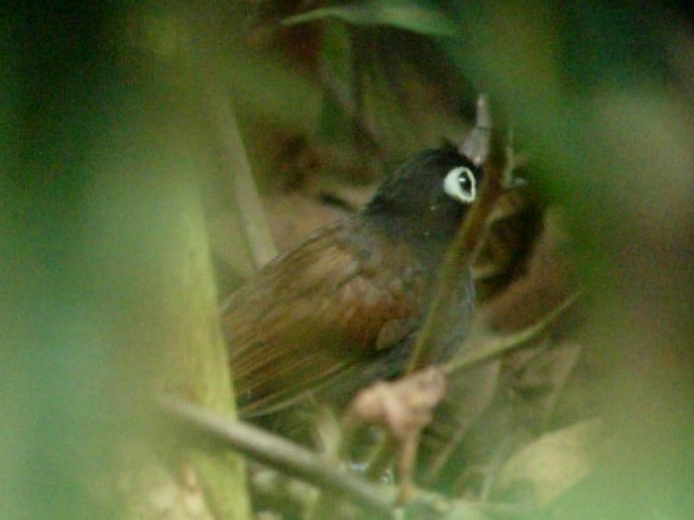 Bare-eyed Antbird - ML201611941