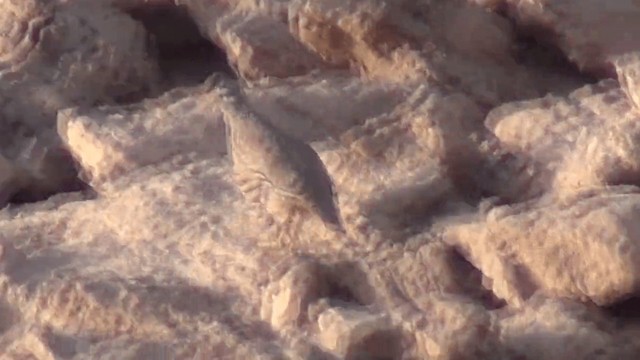 Песчаная куропатка - ML201612031