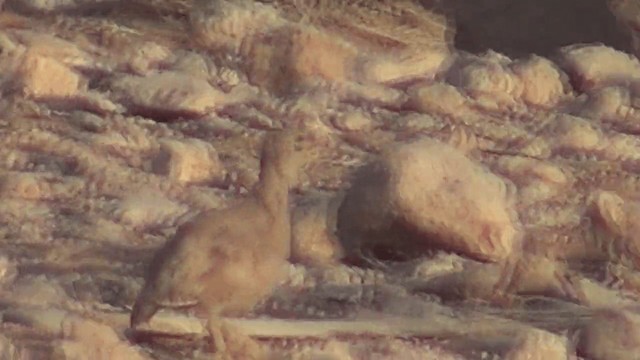 Песчаная куропатка - ML201612041