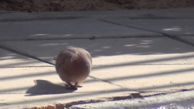 Laughing Dove - ML201612121
