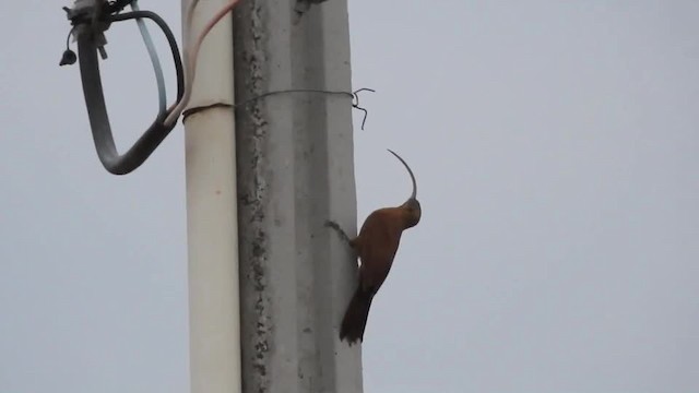  - Red-billed Scythebill