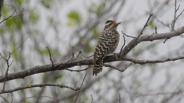 Checkered Woodpecker - ML201612331