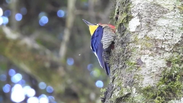 Yellow-fronted Woodpecker - ML201612371