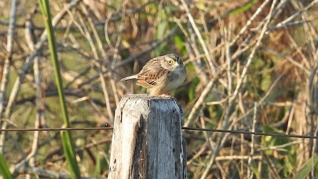 Grassland Sparrow - ML201612381