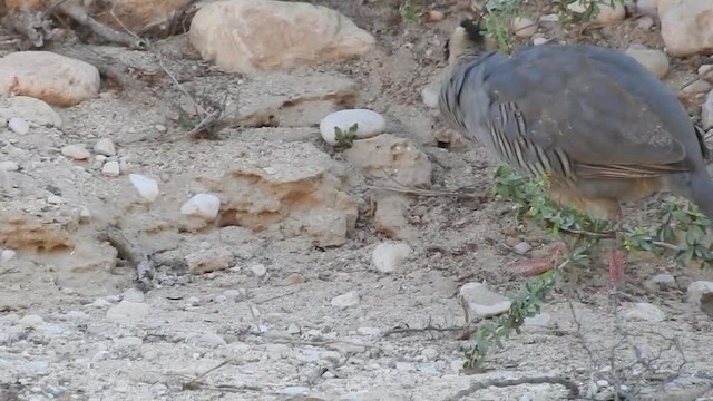 Arabian Partridge - ML201612891