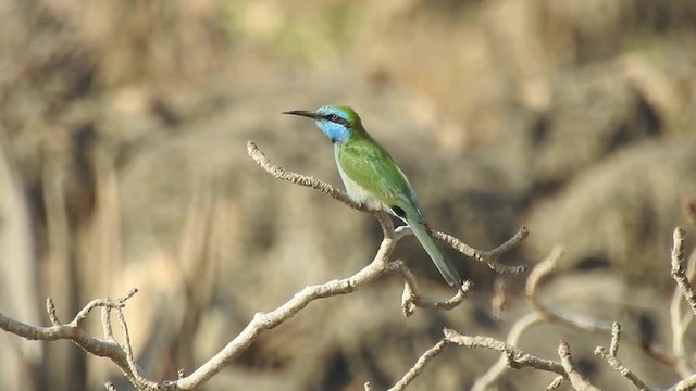 Arabian Green Bee-eater - ML201612911