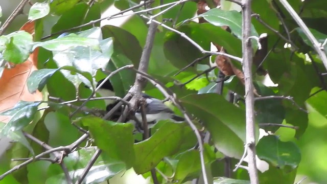 Short-tailed Batis (Short-tailed) - ML201613261