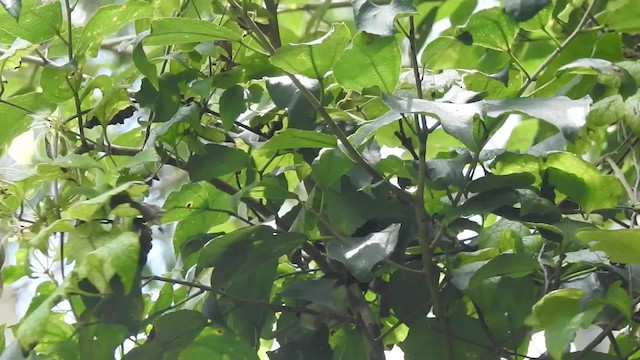 Long-billed Tailorbird (Long-billed) - ML201613281