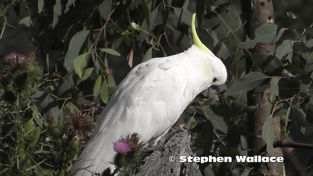  - Sulphur-crested Cockatoo