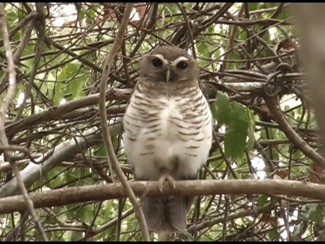 White-browed Owl - ML201614441