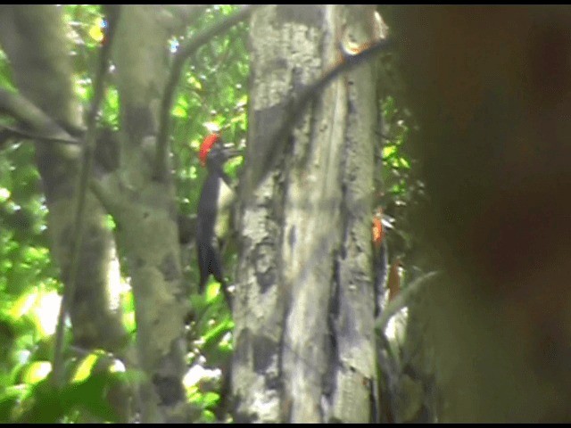White-bellied Woodpecker - ML201614551