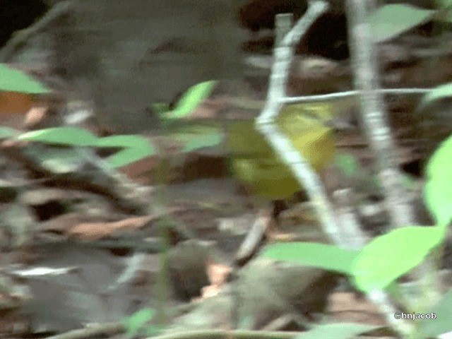 Flavescent Warbler - ML201614611