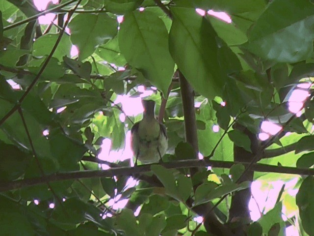  - Alagoas Tyrannulet