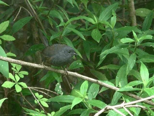 Mouse-colored Tapaculo - ML201614771