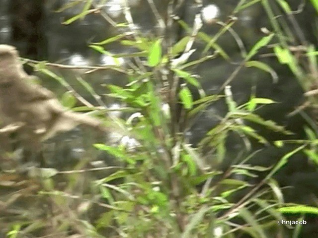 Kahverengi Papağangaga - ML201614821