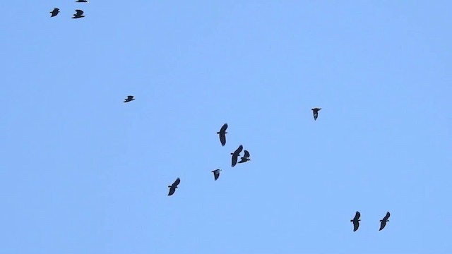 Fan-tailed Raven - ML201615041