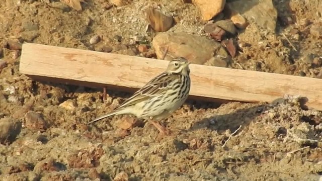Red-throated Pipit - ML201615221