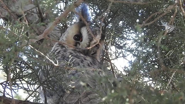 Long-eared Owl (Eurasian) - ML201615261