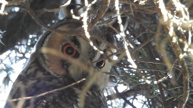 Long-eared Owl (Eurasian) - ML201615281
