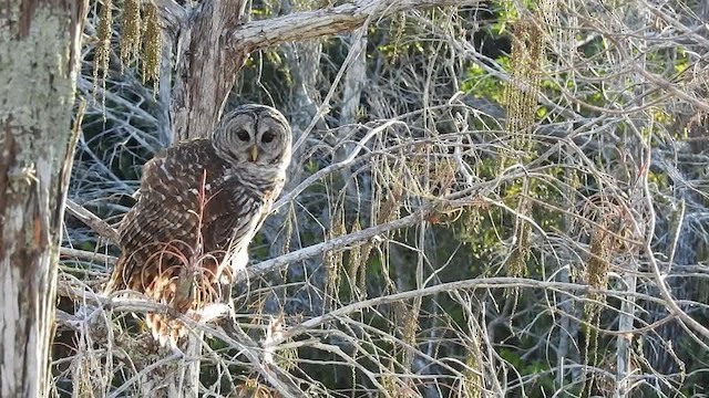 Barred Owl - ML201615331