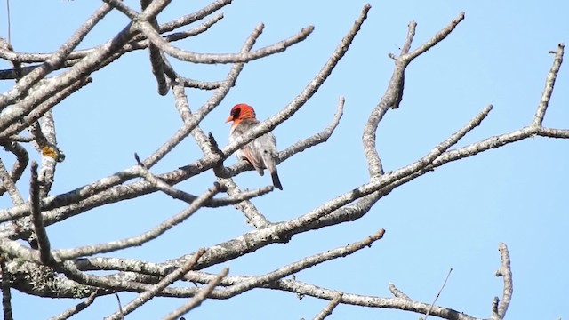 Red-headed Weaver (Northern) - ML201615741