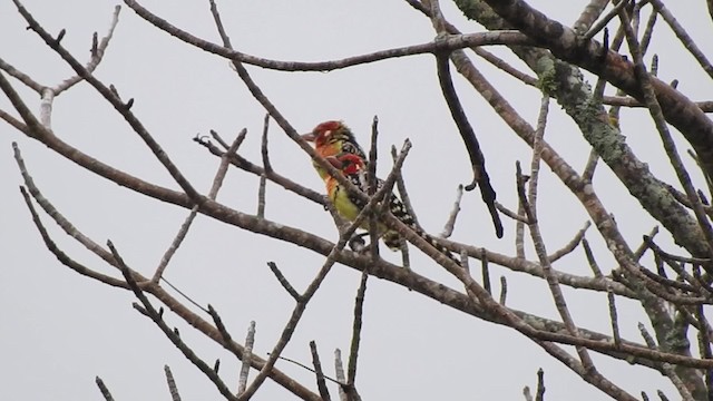 Red-and-yellow Barbet - ML201615751