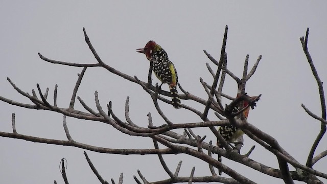 Red-and-yellow Barbet - ML201615761